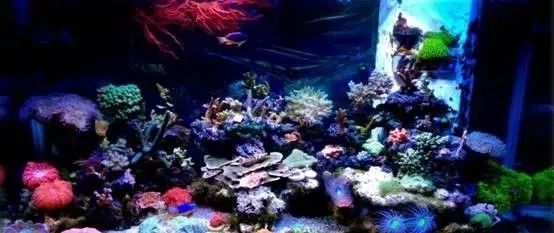 海缸基础知识大全,海缸知识大全图解