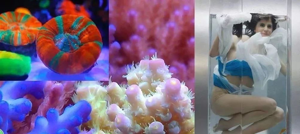 海缸基础知识大全,海缸知识大全图解