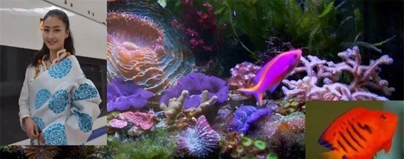 海缸基础知识大全,海缸知识大全图解