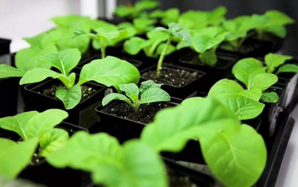 我国农业转基因现状,农业行业转基因