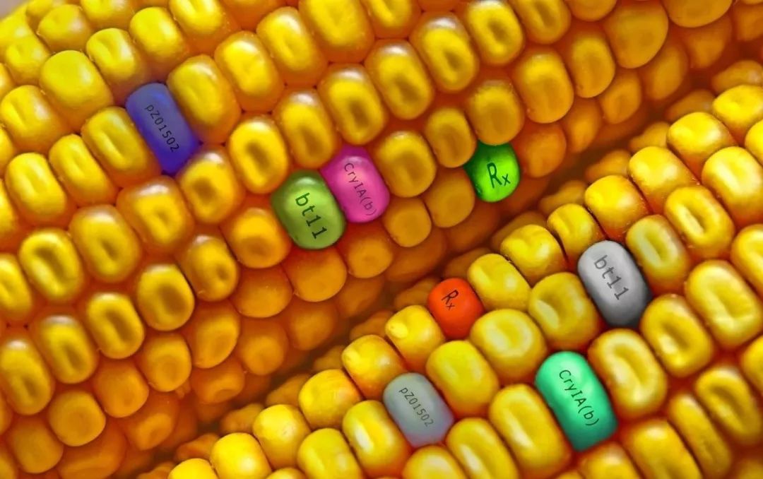 我国农业转基因现状,农业行业转基因