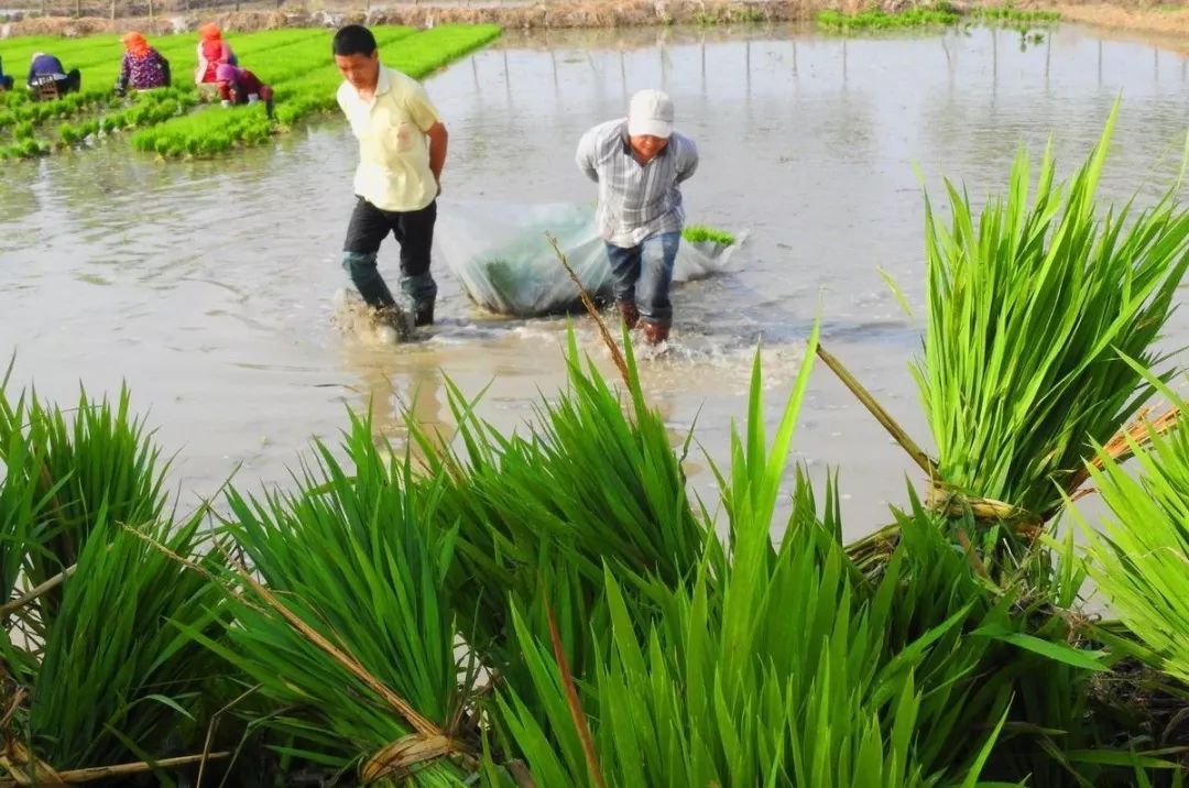 我国农业转基因现状,农业行业转基因