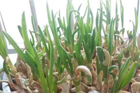 家里阳台春季可种20种蔬菜,阳台上适合种哪些蔬菜好看又营养