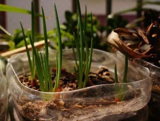 家里阳台春季可种20种蔬菜,阳台上适合种哪些蔬菜好看又营养