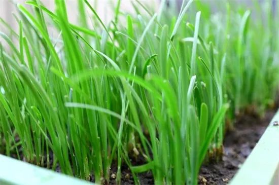 家里阳台春季可种20种蔬菜,阳台上适合种哪些蔬菜好看又营养