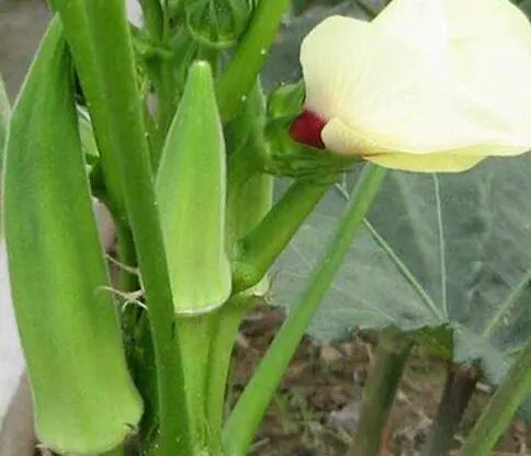 家里阳台春季可种20种蔬菜,阳台上适合种哪些蔬菜好看又营养