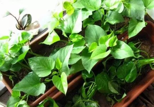 家里阳台春季可种20种蔬菜,阳台上适合种哪些蔬菜好看又营养