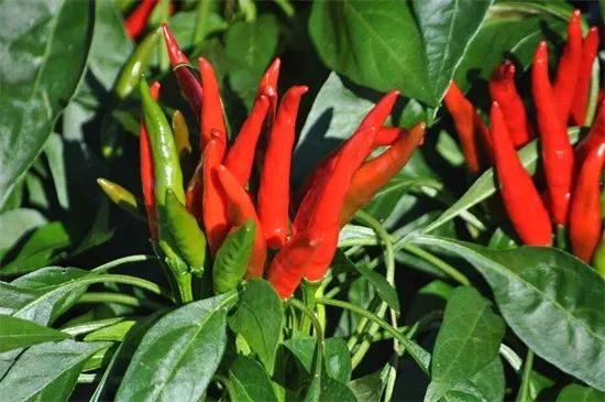 家里阳台春季可种20种蔬菜,阳台上适合种哪些蔬菜好看又营养