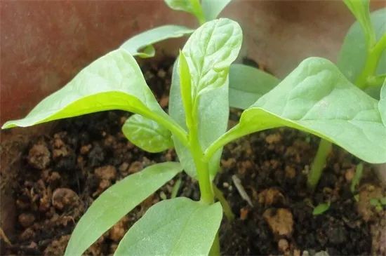 家里阳台春季可种20种蔬菜,阳台上适合种哪些蔬菜好看又营养