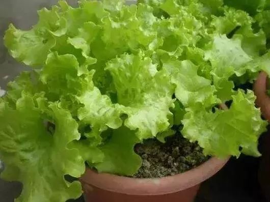 家里阳台春季可种20种蔬菜,阳台上适合种哪些蔬菜好看又营养