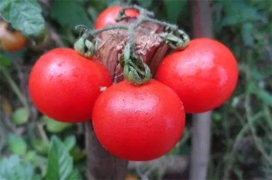 家里阳台春季可种20种蔬菜,阳台上适合种哪些蔬菜好看又营养