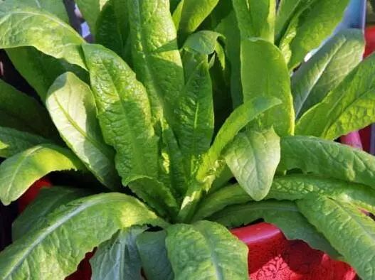 家里阳台春季可种20种蔬菜,阳台上适合种哪些蔬菜好看又营养