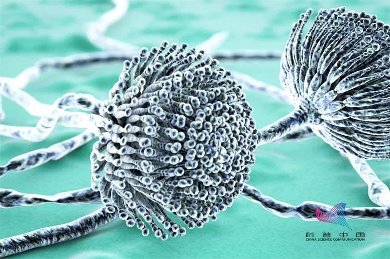 一家三口因这样吃大蒜丧命,一家吃大蒜丧命是真的吗