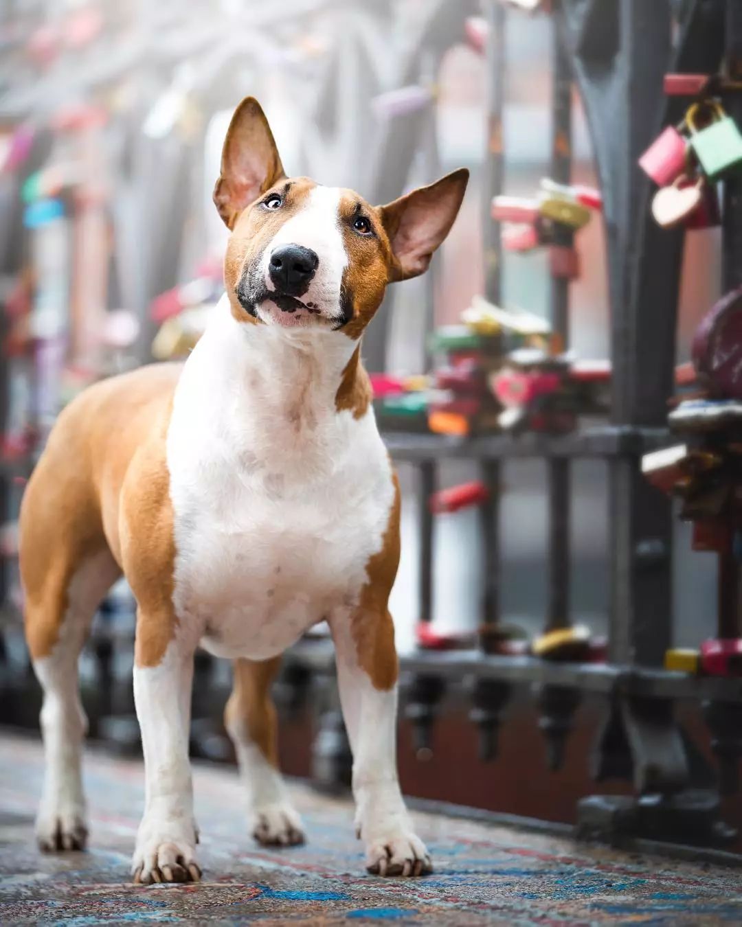 干眼症能导致失明吗,狗眼睛干眼症怎么治