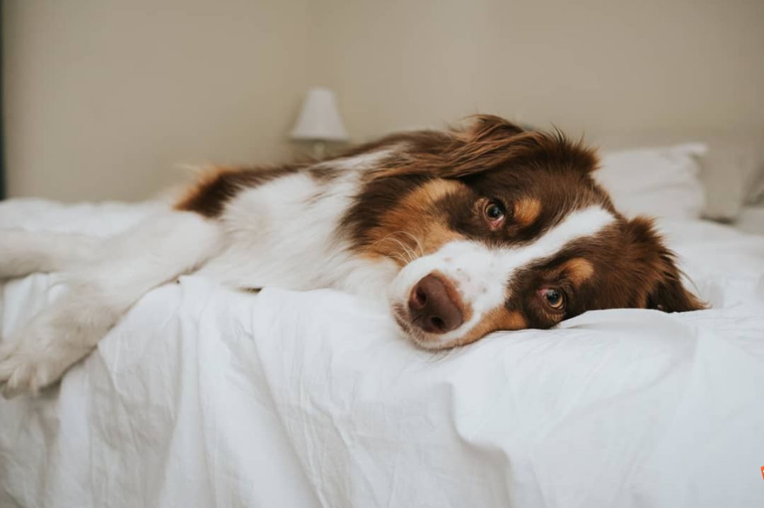 干眼症能导致失明吗,狗眼睛干眼症怎么治