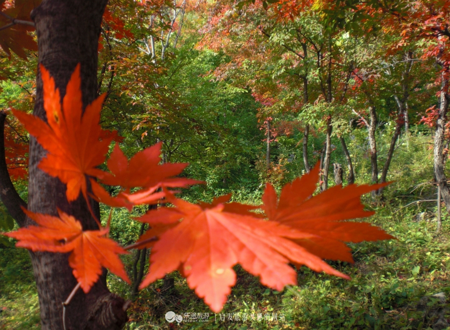 本溪市有名的画家,本溪桓仁画家村