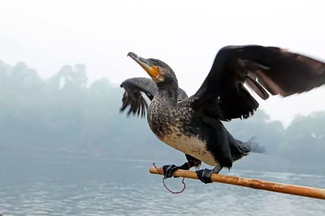 假照片有哪些骗局,那些假照片的背后