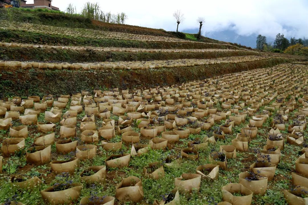 中山大型花卉绿植种植基地,中山绿化苗木工程