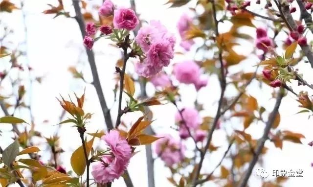 金堂赏花最佳地点时间,金堂赏花之梨花篇