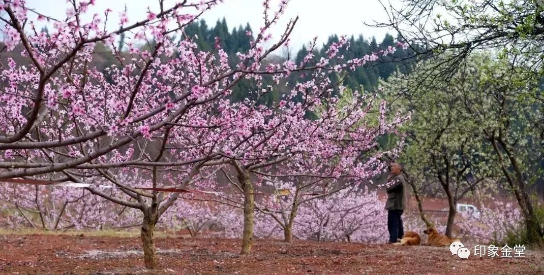 金堂赏花最佳地点时间,金堂赏花之梨花篇
