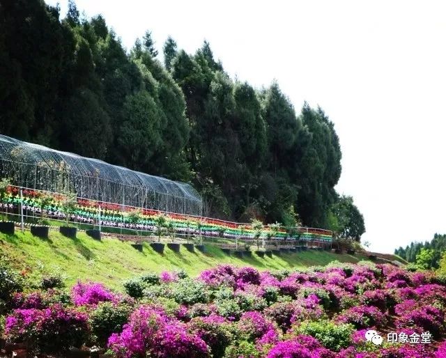 金堂赏花最佳地点时间,金堂赏花之梨花篇