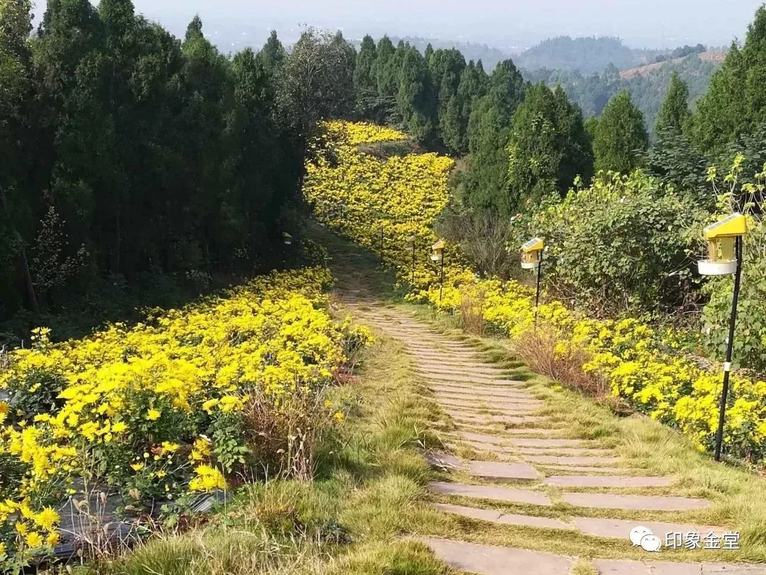 金堂赏花最佳地点时间,金堂赏花之梨花篇