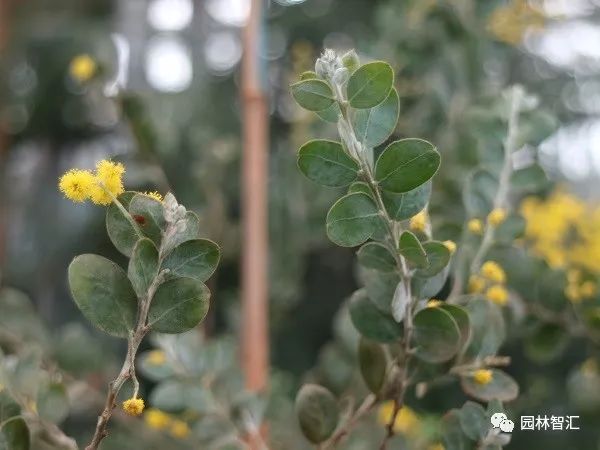 合家欢乐｜*欢合**、珍珠金*欢合**、香水*欢合**