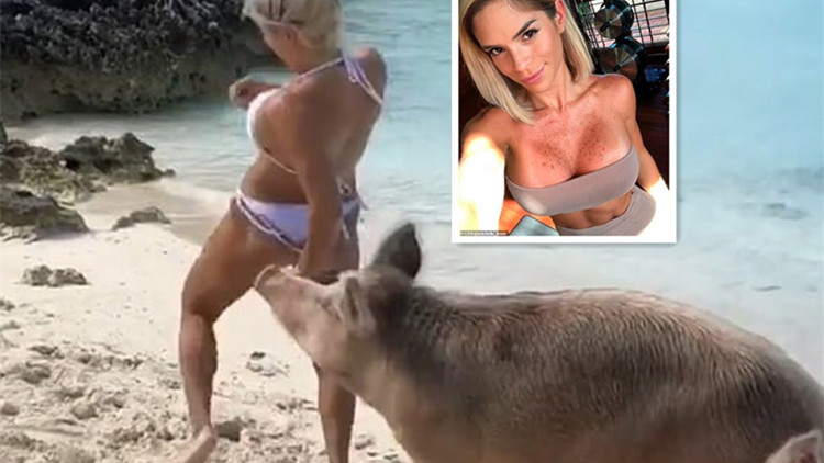 女模特海边出镜引猪群注意一口咬伤臀部