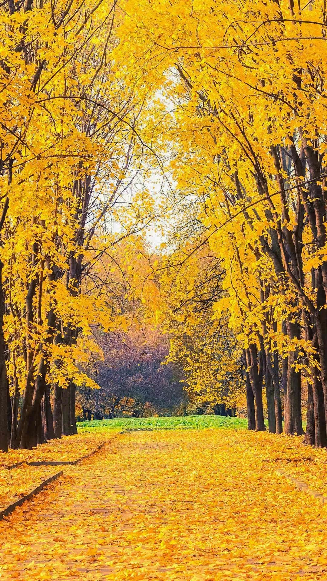 超好看的聊天手机壁纸,聊天壁纸小清新简约可爱