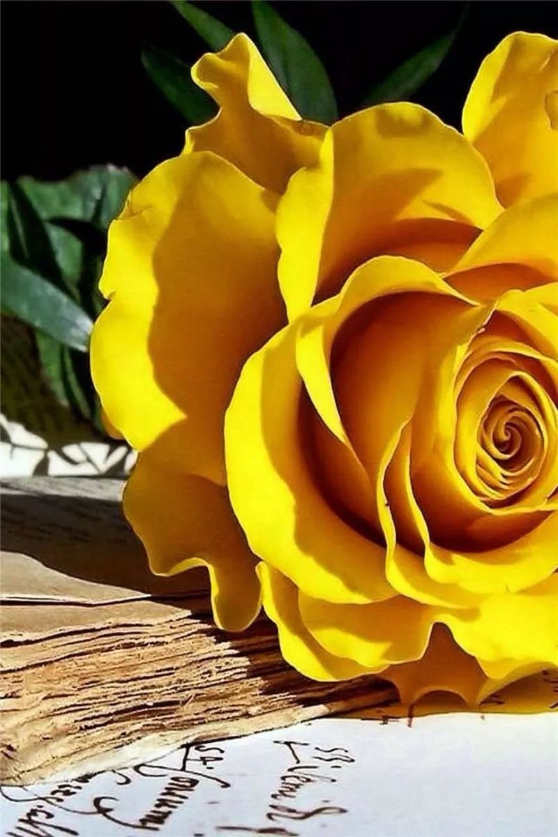 情人节浪漫仪式感玫瑰花,浪漫情人节甜蜜献礼