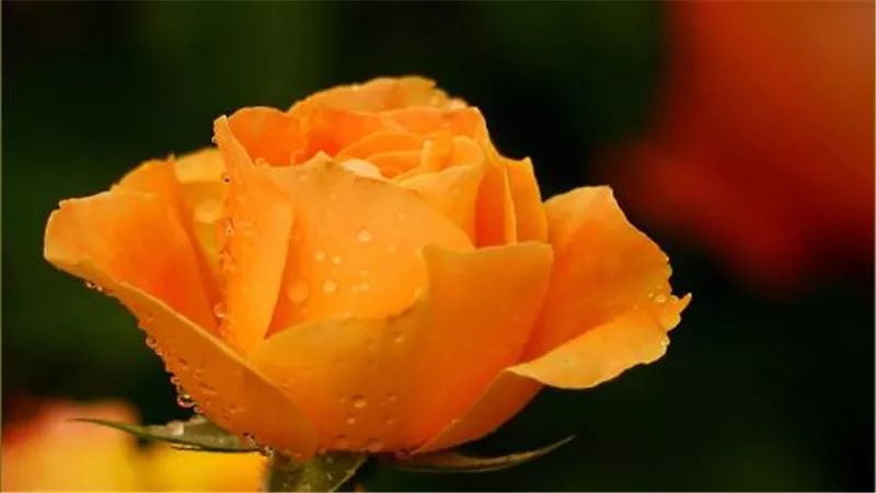 情人节浪漫仪式感玫瑰花,浪漫情人节甜蜜献礼