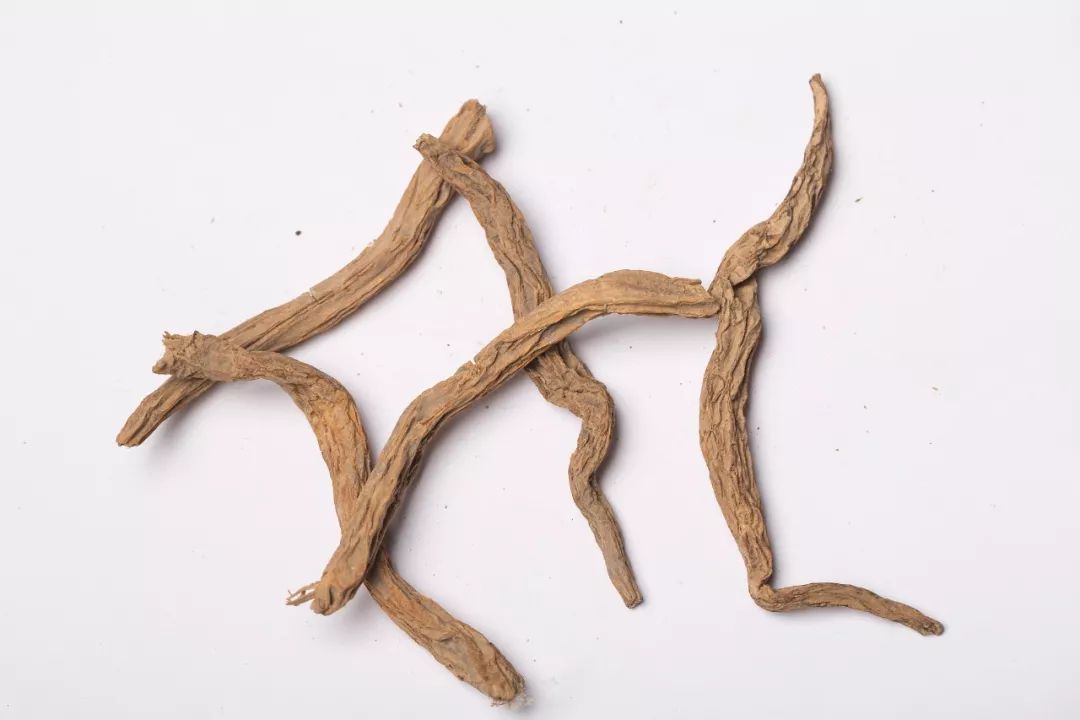 「百草园」止咳化痰温润肺气——百部（九十一）