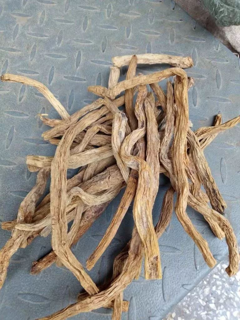 「百草园」止咳化痰温润肺气——百部（九十一）