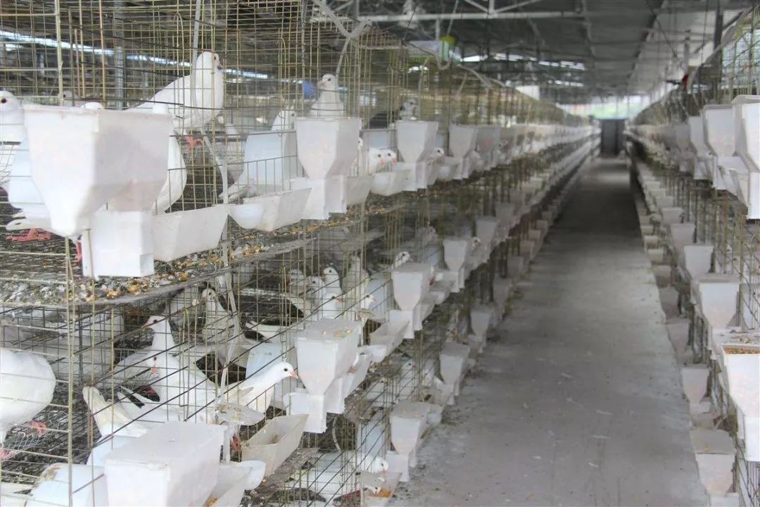 肉鸽养殖业扶贫,肉鸽养殖场致富经