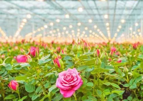 创业致富丨半个大棚鲜花就卖了3万元，*疆新**小伙是如何做到的？