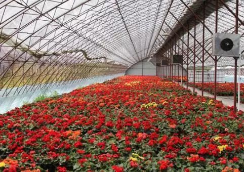 创业致富丨半个大棚鲜花就卖了3万元，*疆新**小伙是如何做到的？