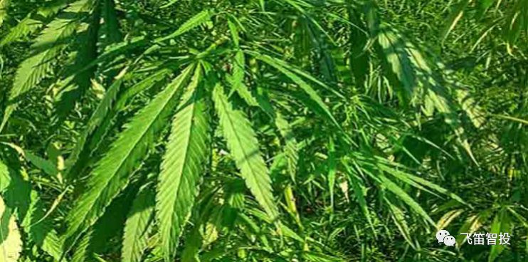 工业*麻大**概念引爆，这*麻大**有毒还是无毒？