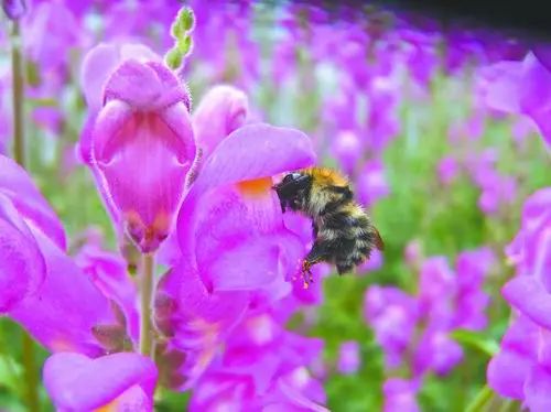 金鱼草长相图片,金鱼草最漂亮的品种