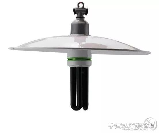 用灯光养树可以吗,用灯光可以养植物吗