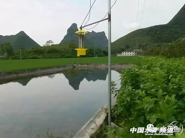 用灯光养树可以吗,用灯光可以养植物吗