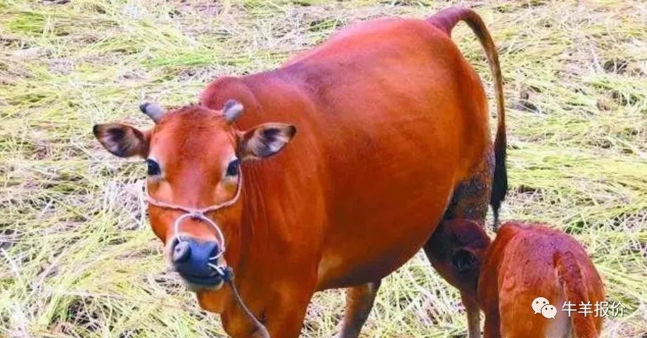 养羊和养牛哪个更赚钱前途好,养牛和养羊哪个赚钱更有前景