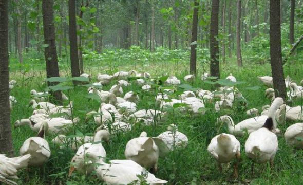 鹅养殖成本和利润,一只鹅的饲养成本是多少