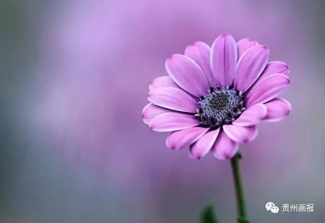 关于兰花的唯美意境诗句,关于兰花香溢的唯美诗句