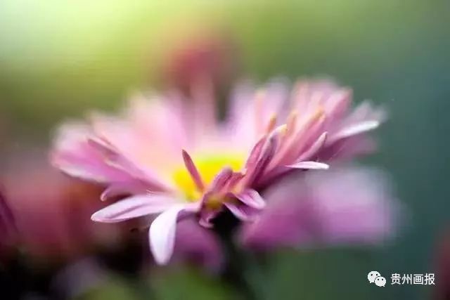 关于兰花的唯美意境诗句,关于兰花香溢的唯美诗句