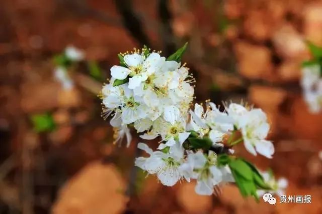 关于兰花的唯美意境诗句,关于兰花香溢的唯美诗句