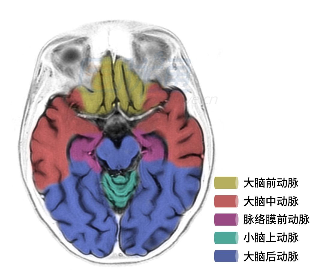 脑动脉供血区域图谱,脑各分支动脉供血区域示意图