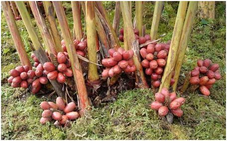 种养合作商机,种养殖赚钱项目