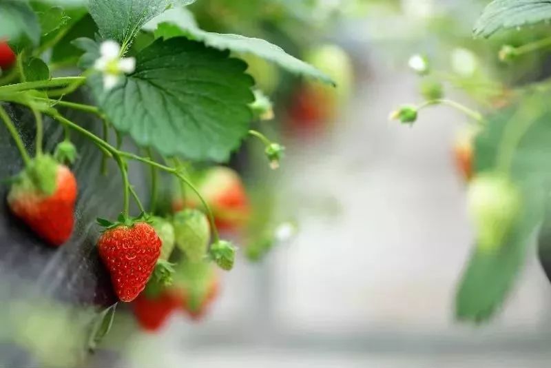 草莓爱马仕,草莓中的爱马仕测评