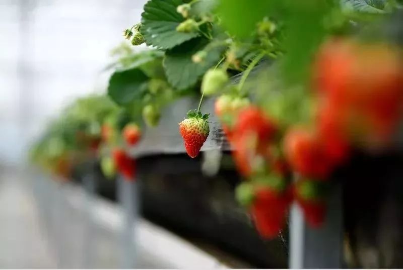 草莓爱马仕,草莓中的爱马仕测评