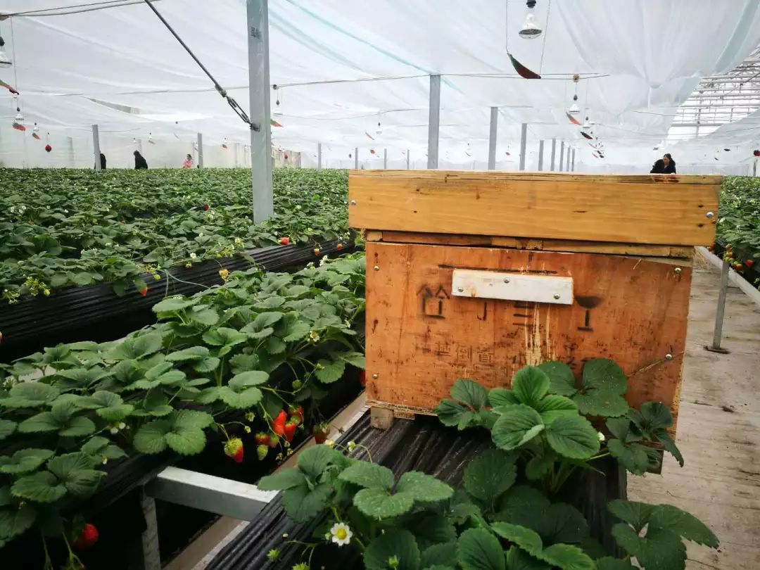 草莓爱马仕,草莓中的爱马仕测评